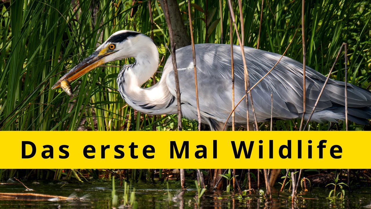 Das erste Mal Wildlife - Mit der Fujifilm X-H2s und dem Tamron 150-500mm