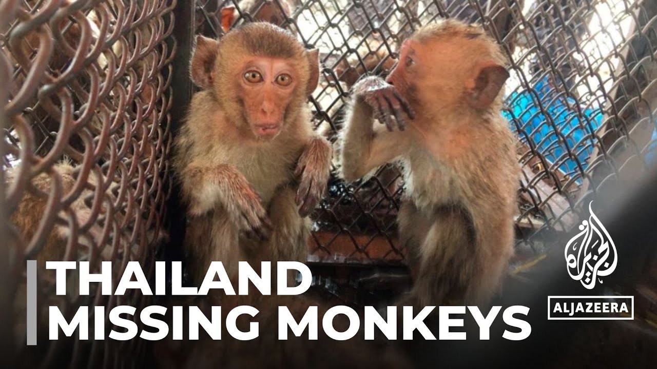 Thailand&rsquo;s missing monkeys: US labs or Chinese medicine to blame?