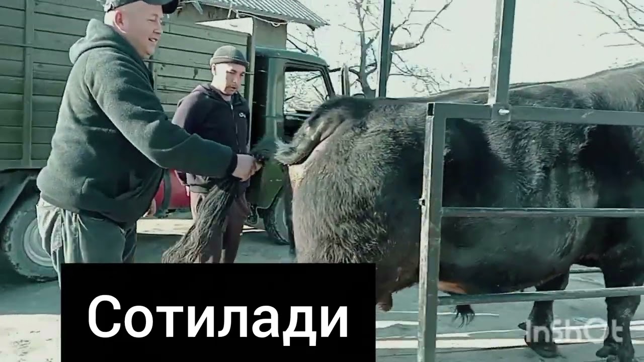 Самарканд тарози ☎93.3085087