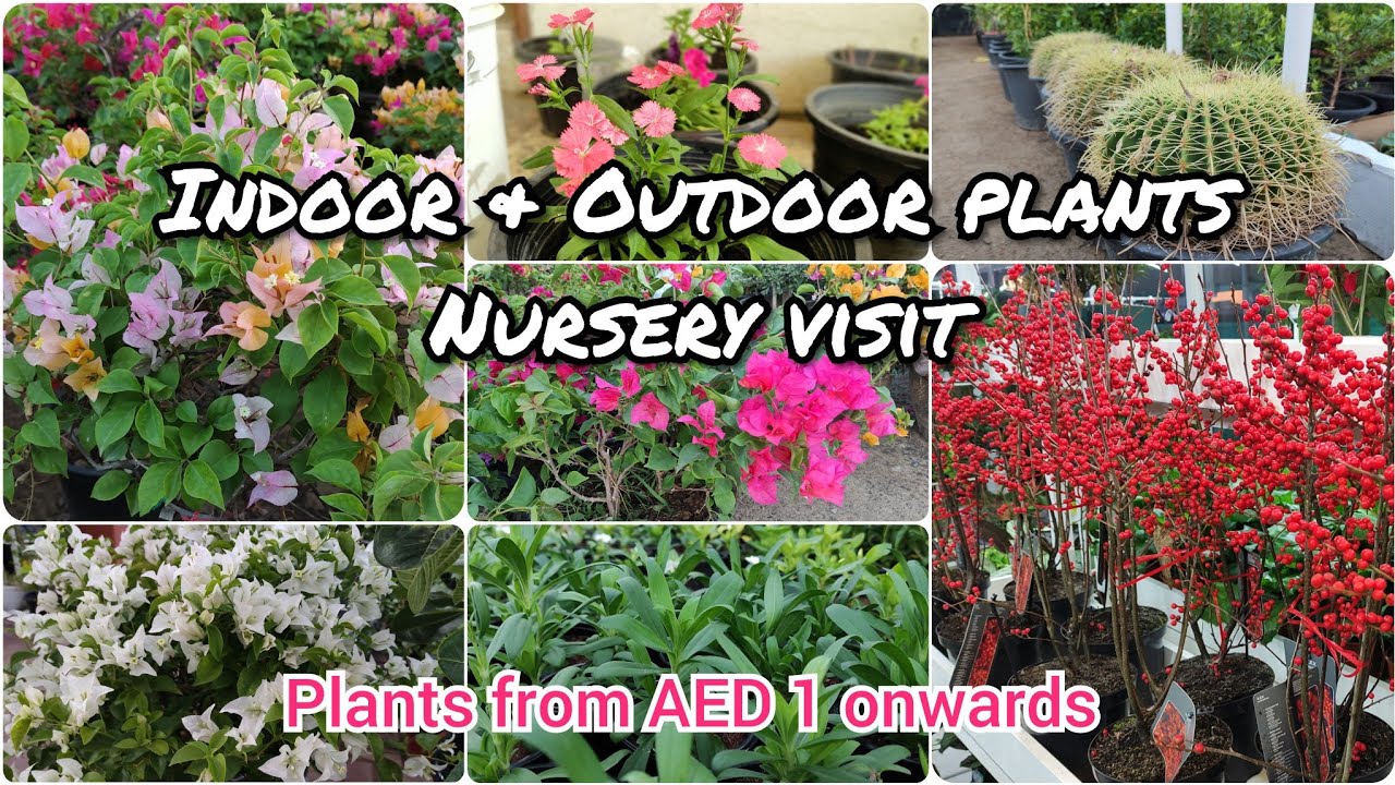 Indoor Outdoor plants II My Nursery Visit II Dubai Garden II Garden tour part 02 II Al Warsan