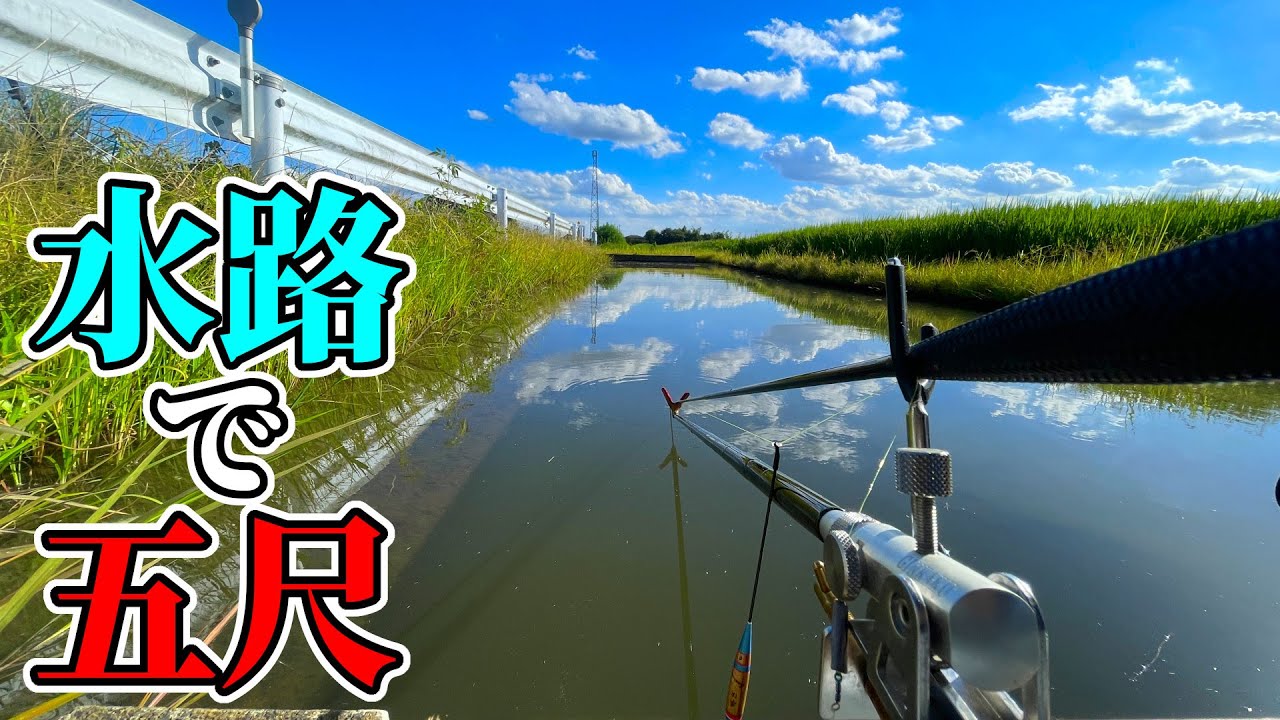 激狭水路でへらぶな釣り！久しぶりにバランスの底釣り