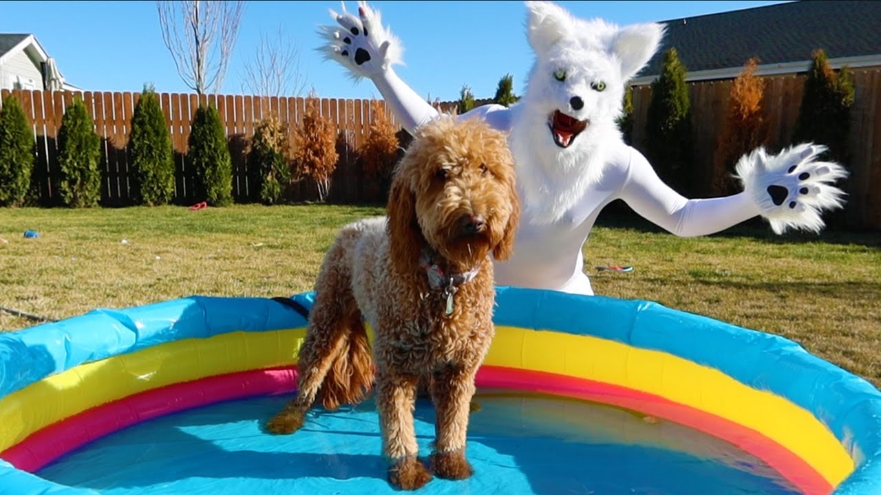 Wolf Gives Dogs Bath in Swimming Pool!