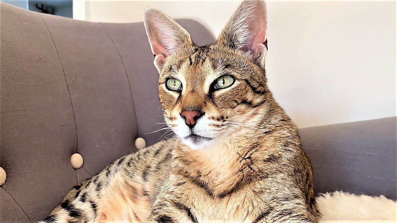 Living with a Savannah cat