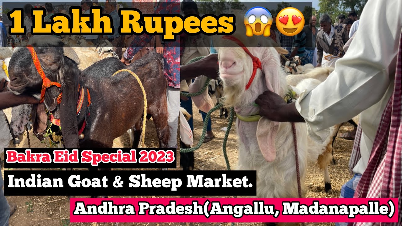 Angallu Market(Andhra Pradesh) Every Saturday 24 June 2023 | Indian Goat & Sheep Market #madanapalle