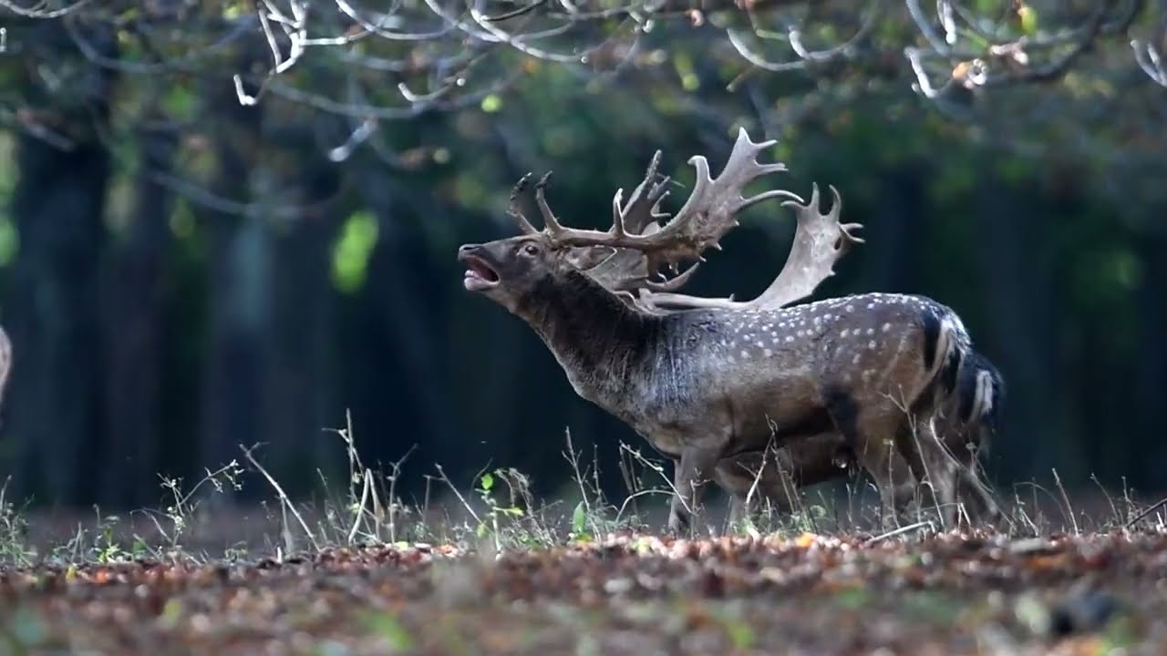 Dámbarcogás 2022 | Troating of the fallow deer 2022