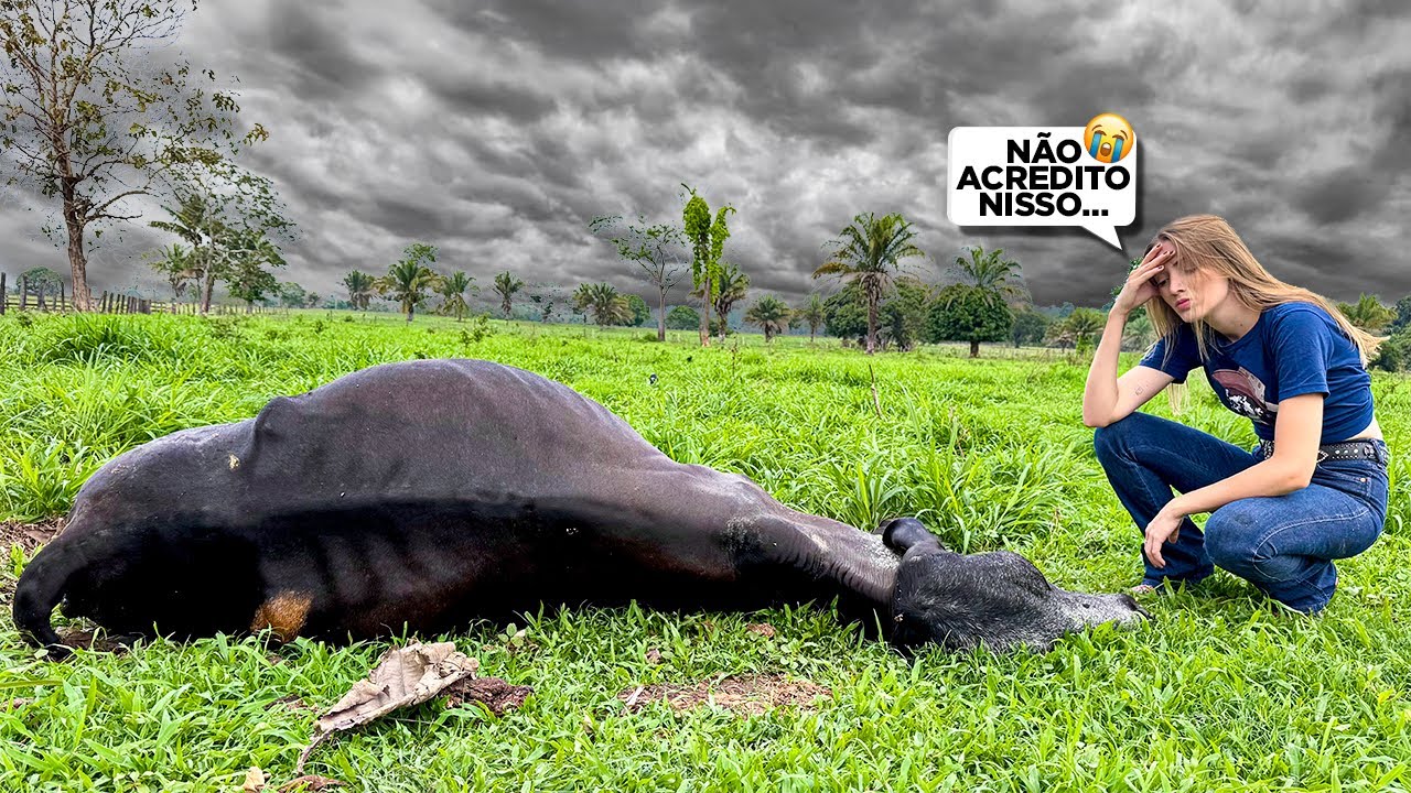 UMA COBRA ATACOU MINHA VACA E ELA NÃO RESISTIU 😭