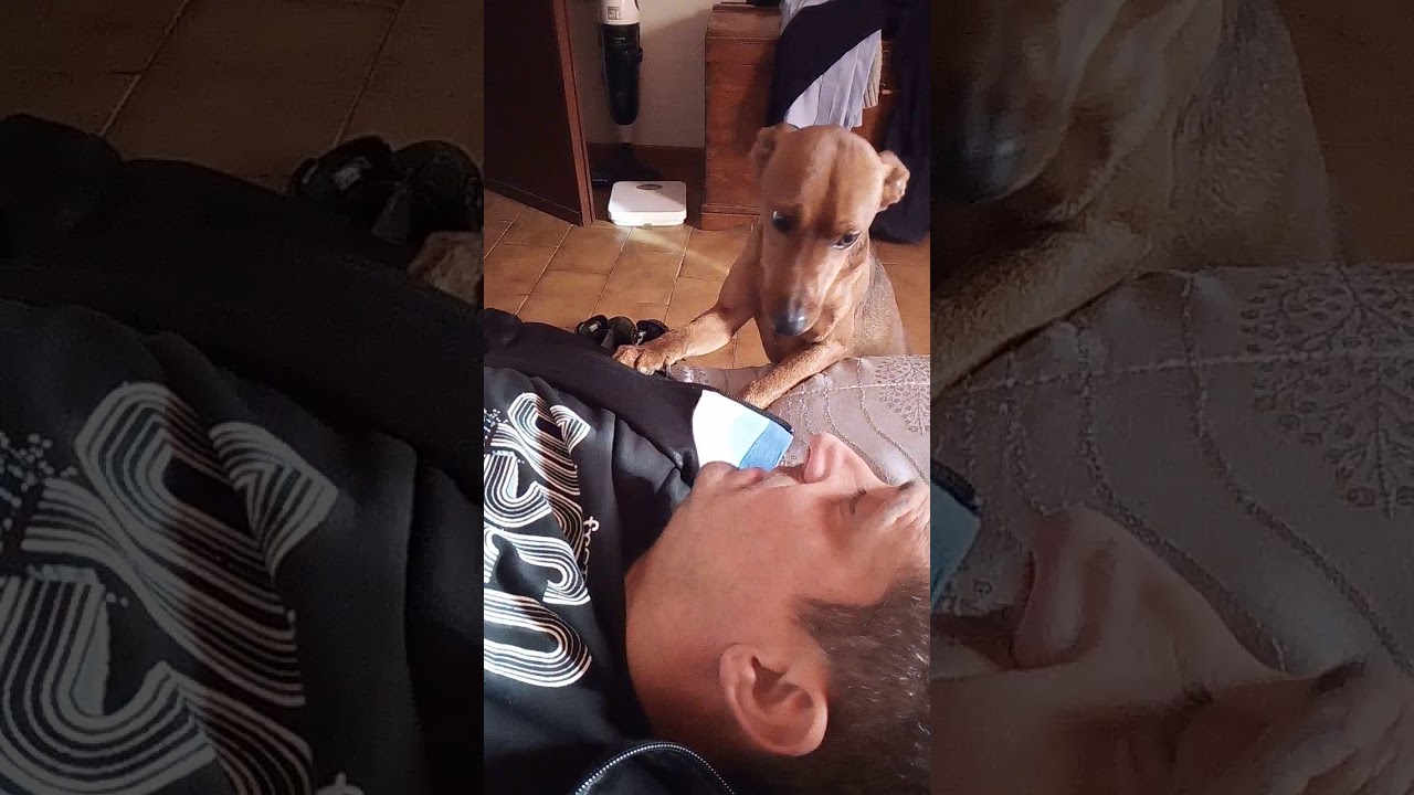 Cane rimproverato dal suo padrone