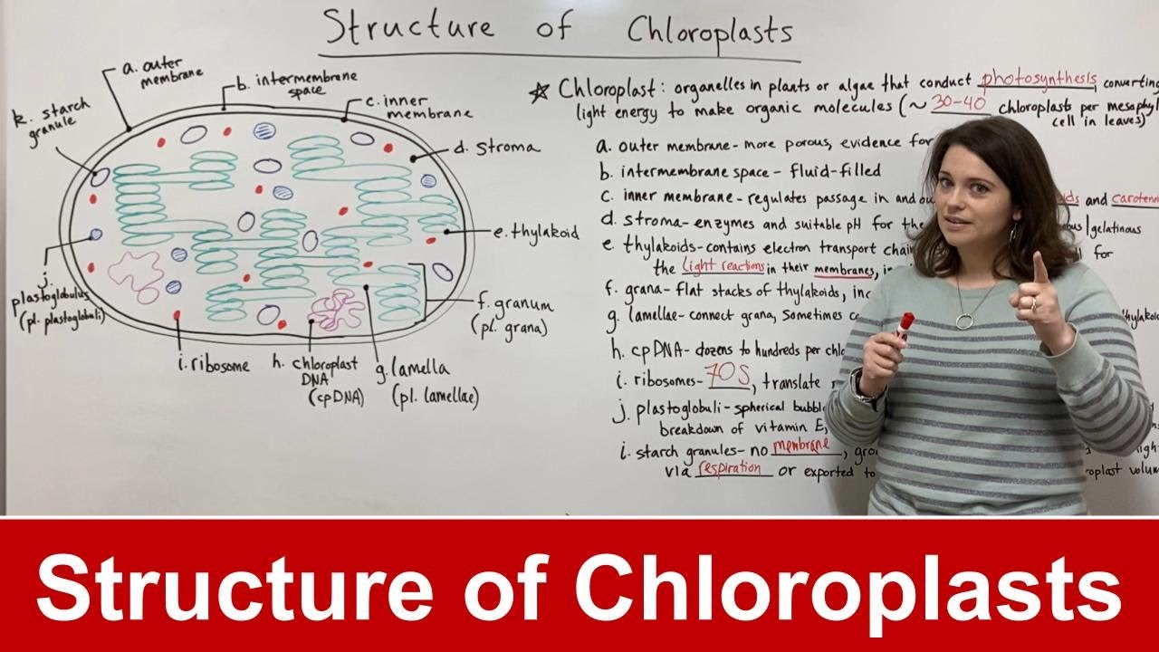 Structure of Chloroplasts
