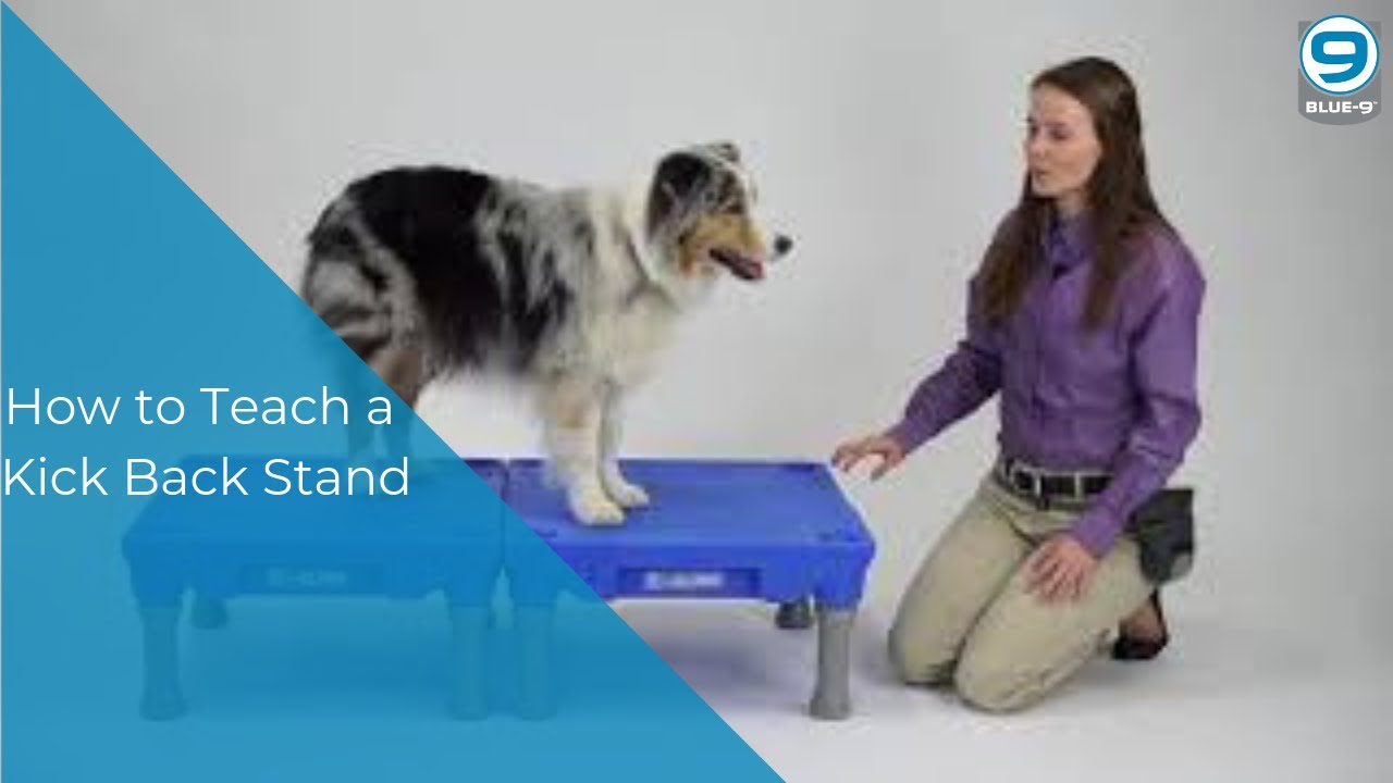 Canine Conditioning with the KLIMB - Teaching the Kick Back Stand