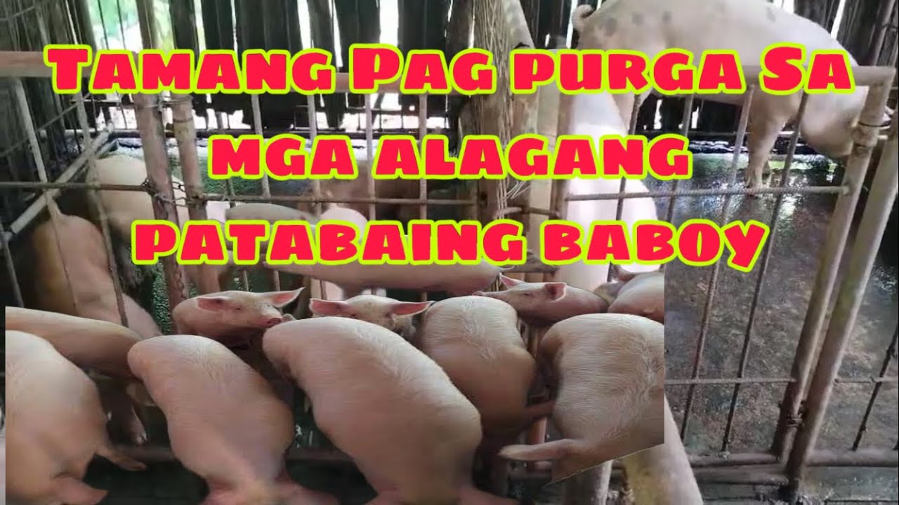 Paano ang tamang pag purga sa mga alagang patabaing baboy | Ryan Patenio