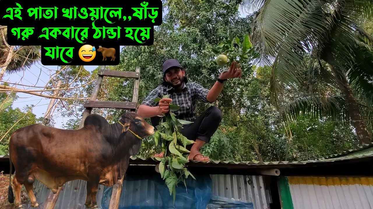 এই পাতা খাওয়ালে,,ষাঁড় গরু একবারে ঠান্ডা হয়ে যাবে 😅🐂