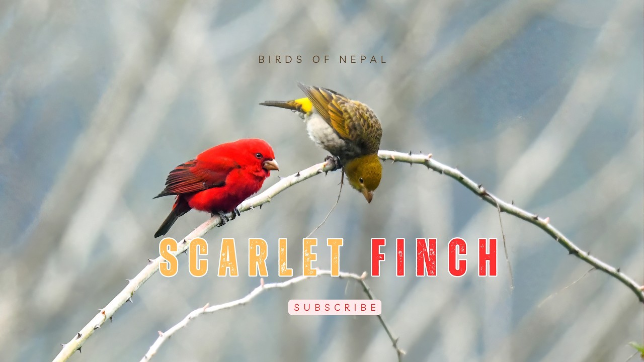 Scarlet Finch (सिपाही तितु) | A Flash of Red in the Himalayas
