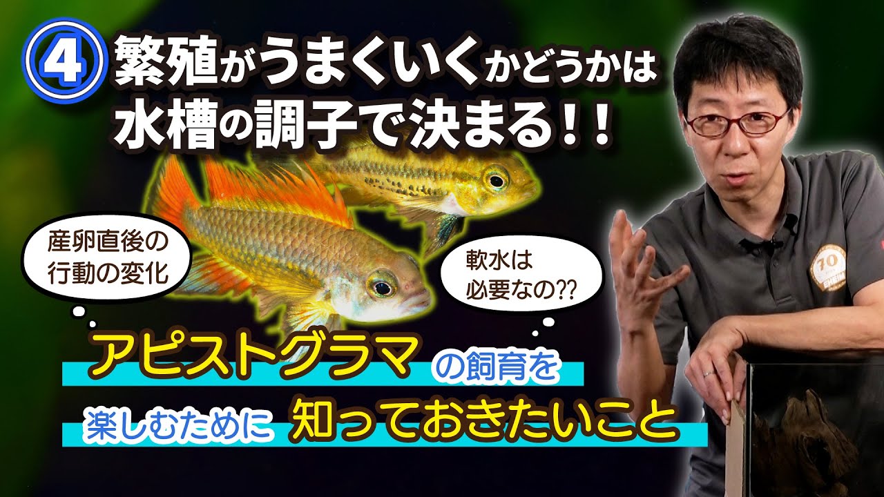 【熱帯魚 飼育】④繁殖がうまくいくかどうかは水槽の調子で決まる！！pH、GH、導電度etc...　～アピストグラマの飼育を楽しむために知っておきたいこと～
