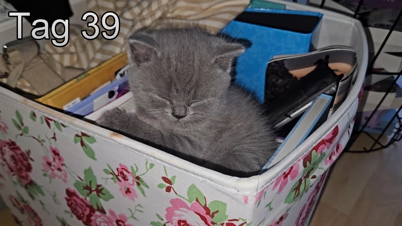 Britisch Kurzhaar Katzen Tag 39
