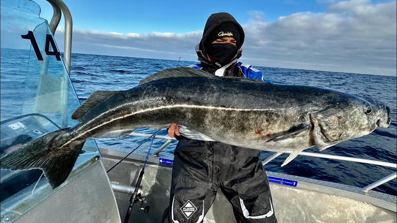 Angeln in Norwegen🇳🇴: Heilbutt-Wahnsinn vor der Insel Senja. 10 Tage im Vorgarten von MefjordBrygge.