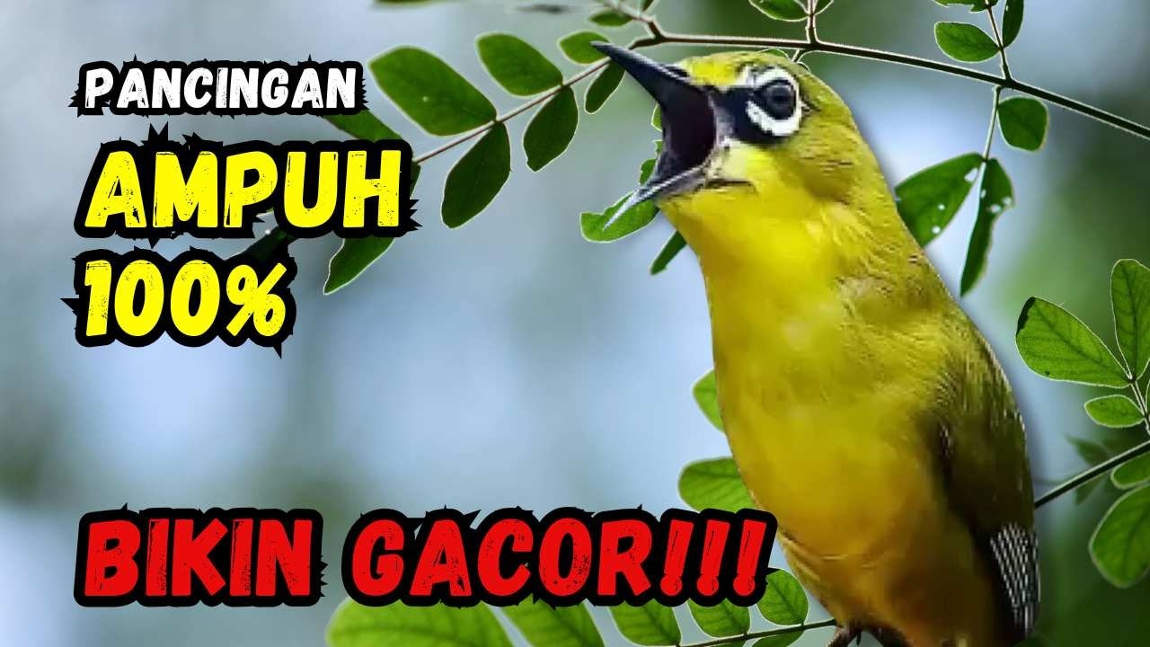 Hitungan Detik Pleci Jenis Papun Ikut Bunyi, Pancingan Ampuh Bikin Pleci Gacor
