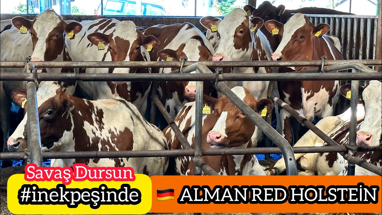 12 Eylül 2023 #almanya ‘dan redholstein #gebedüve SEÇTİM. #damızlık #büyükbaşhayvancılık #sütineği
