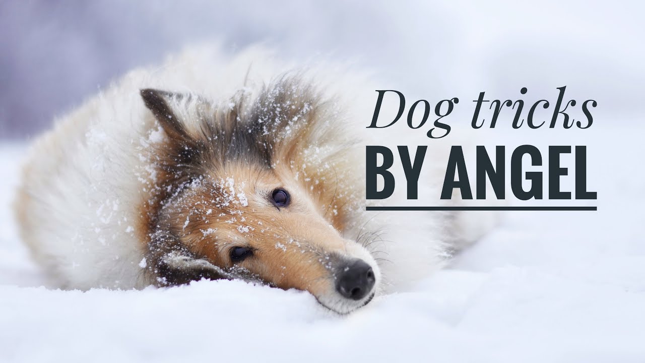 Dog tricks by rough collie Angel