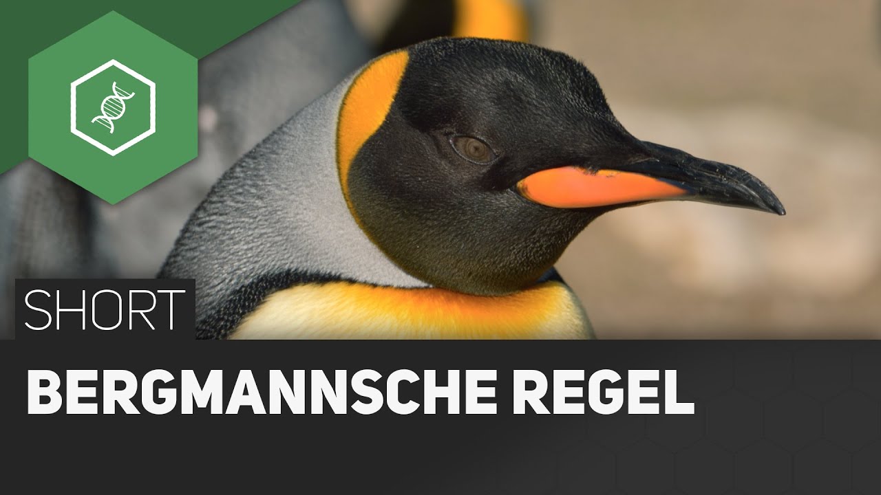 Bergmannsche Regel