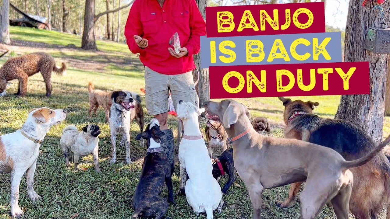 Banjo is back as Co-Pilot, Matilda the German Shepherd loving lure, Maggie the deaf Boxer Responding