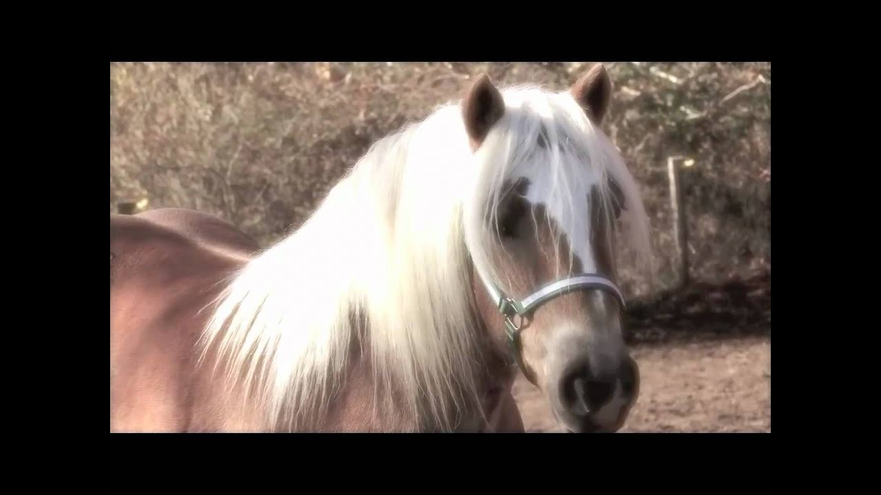Haflinger Horses