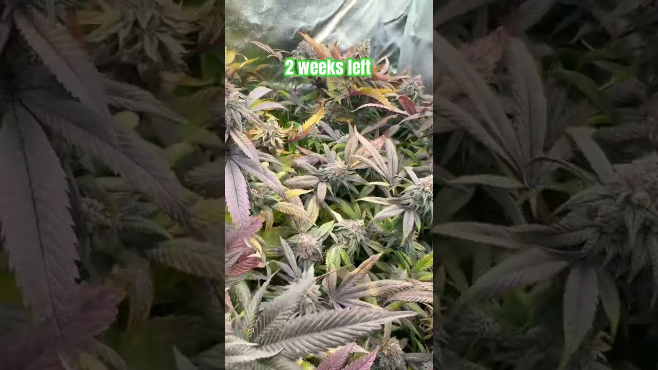 GVC by sensiseed #grow #marshydro #weed #shorts #viralvideo