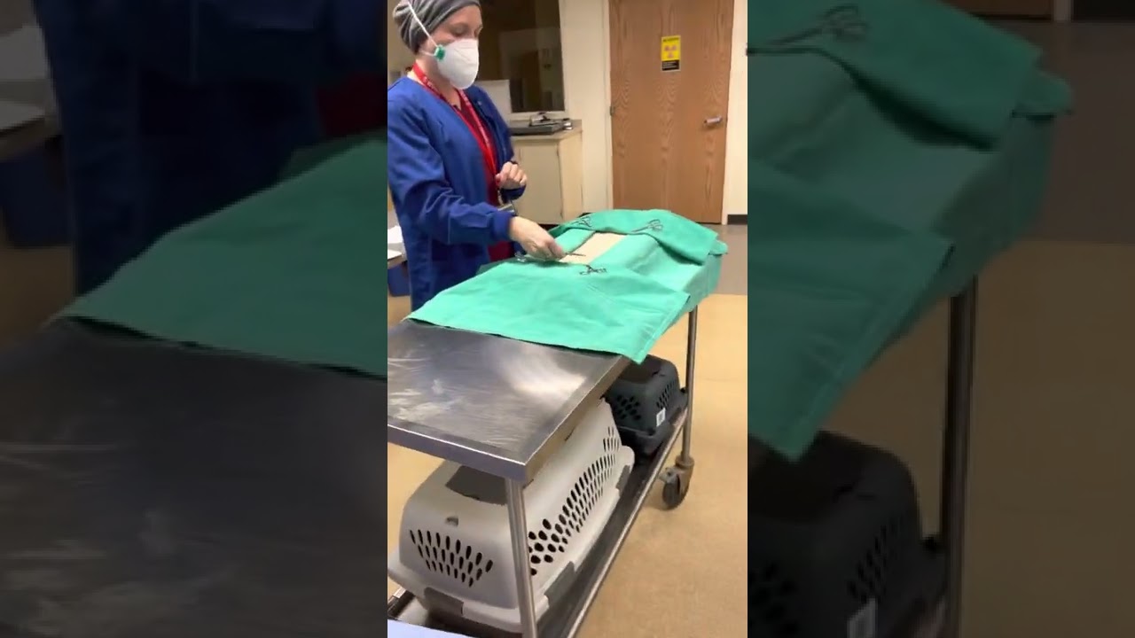 Opening an instrument pack and draping patient with fenestrated drape (over towels)