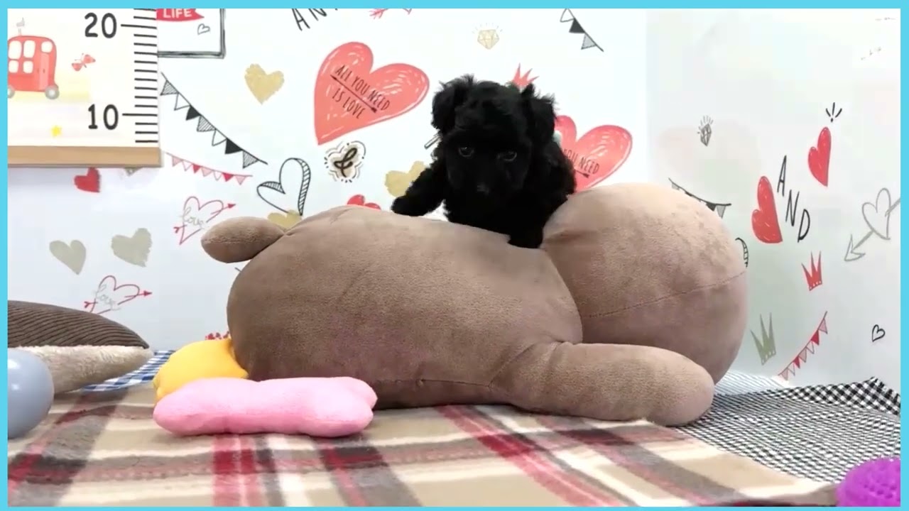 ペットショップcoo&riku No.00748521 Ｔ・プードル