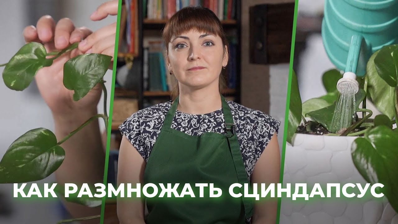 Как размножить сциндапсус