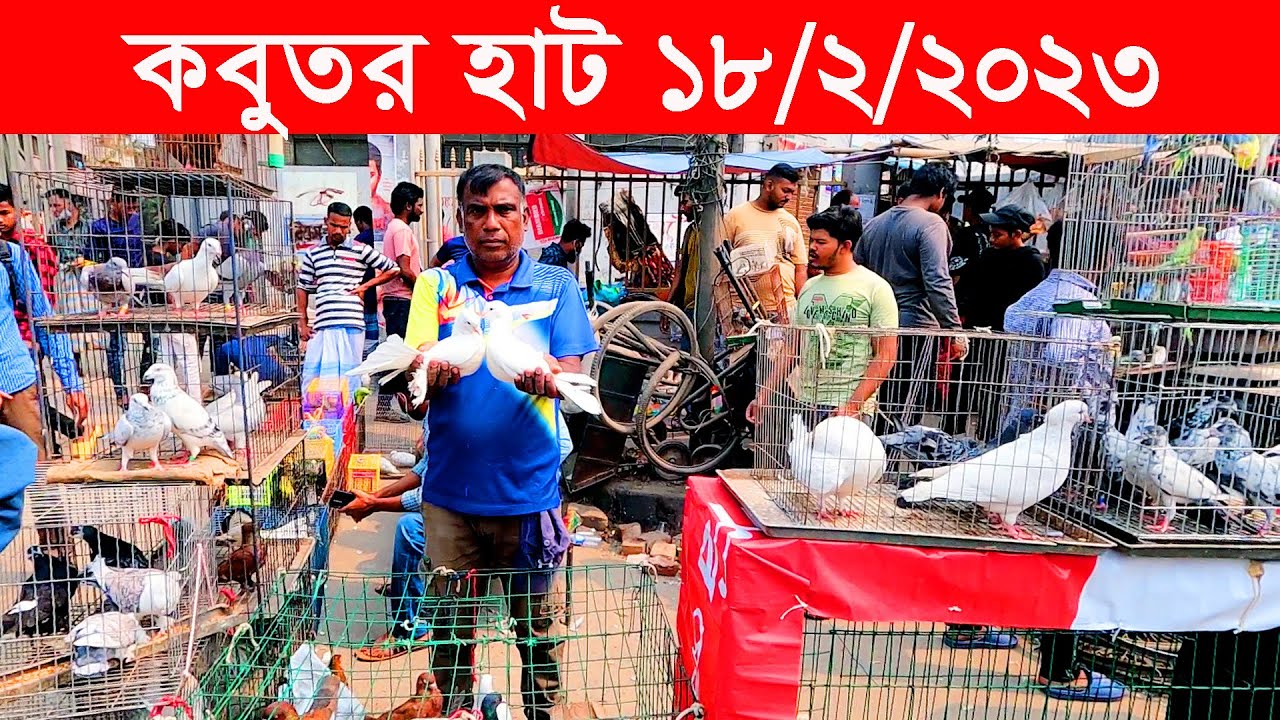 কবুতর হাট ১৮-২-২০২৩ || kobutor hat 2023 || pigeon market in bangladesh || mugda kobutor hat