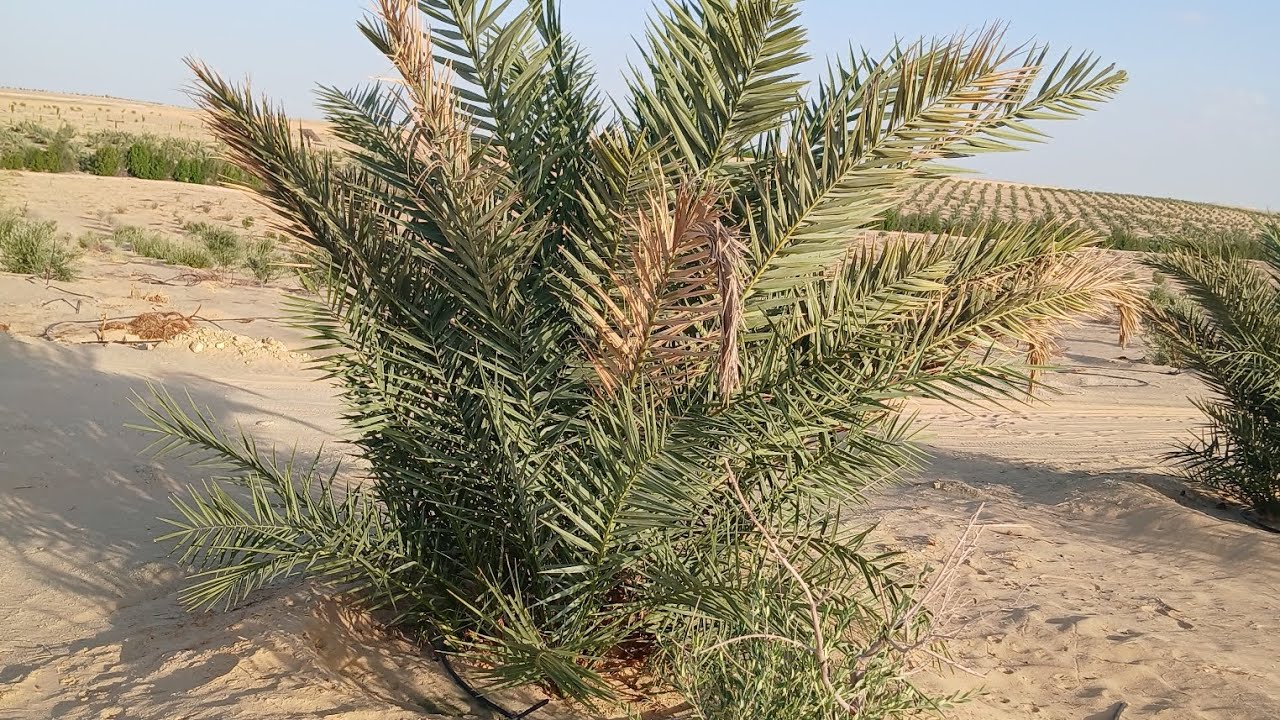 #سيوة #للجاديين_الآن ارض زراعيه للبيع في سيوه يرجي أتواصل علي الرقم التالي..م/جابرهلال..01096285845