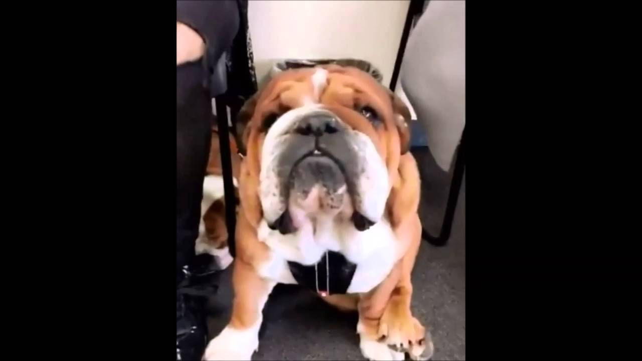 Lewis Hamilton Snapchat Compilation