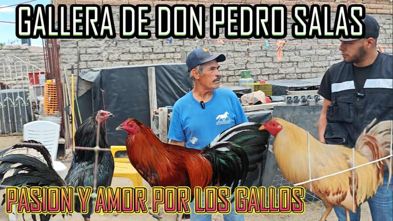 SOY GALLERO POR QUE ME ENCANTAN LOS GALLOS, Y LOS CUIDO CON DEDICACION Y CARIÑO