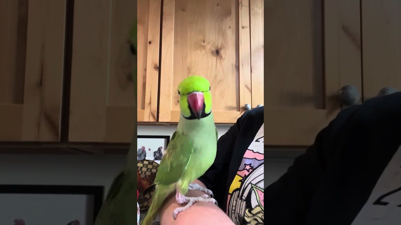 For all my cooper fans cooper wants everyone to know he is a green pickle silly bird ❤️❤️