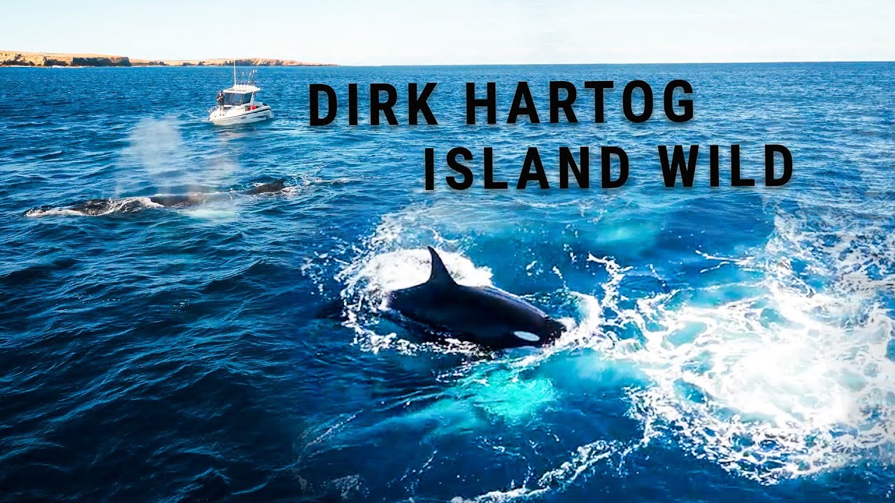 Killer Whales eat Humpback calf infront of us - Dirk Hartog Island