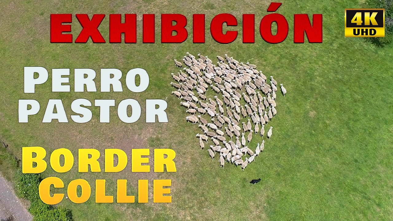 Exhibición pastoreo perros ovejero Border collie recogiendo el rebaño - Vista Aérea Drone Temuco