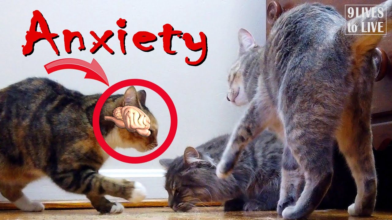 Is Anxiety Causing Your Cat’s Bad Behavior?