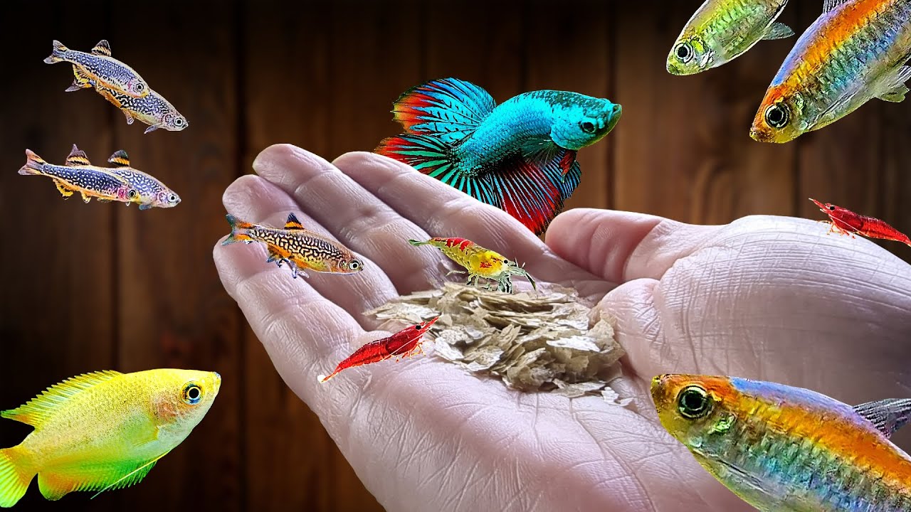 Fish and Shrimp Feeding (with some fussy eaters)