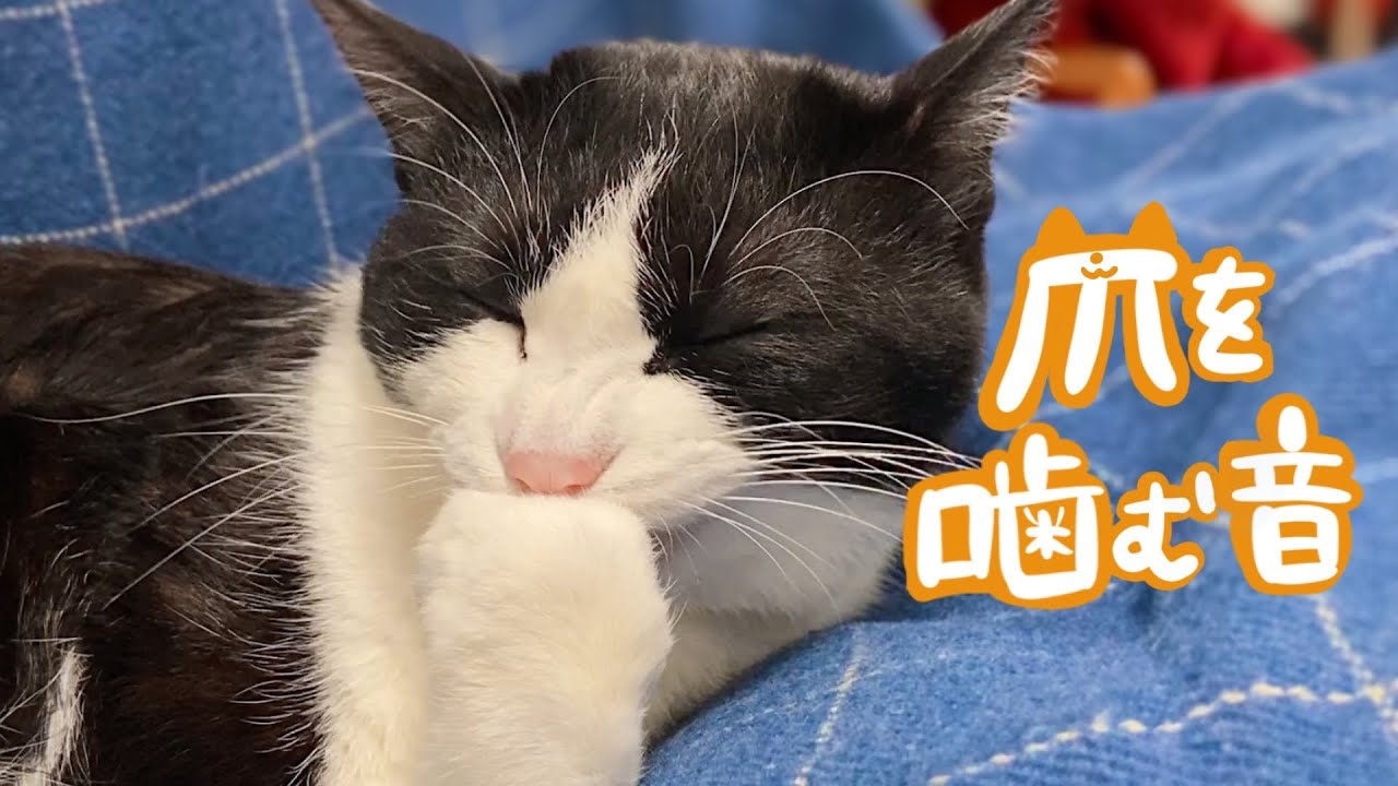 👅CAT ASMR｜猫が爪を噛むグルーミングの音 #170