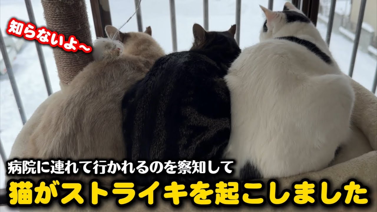 猫たちが危険を察知しストライキを起こしました