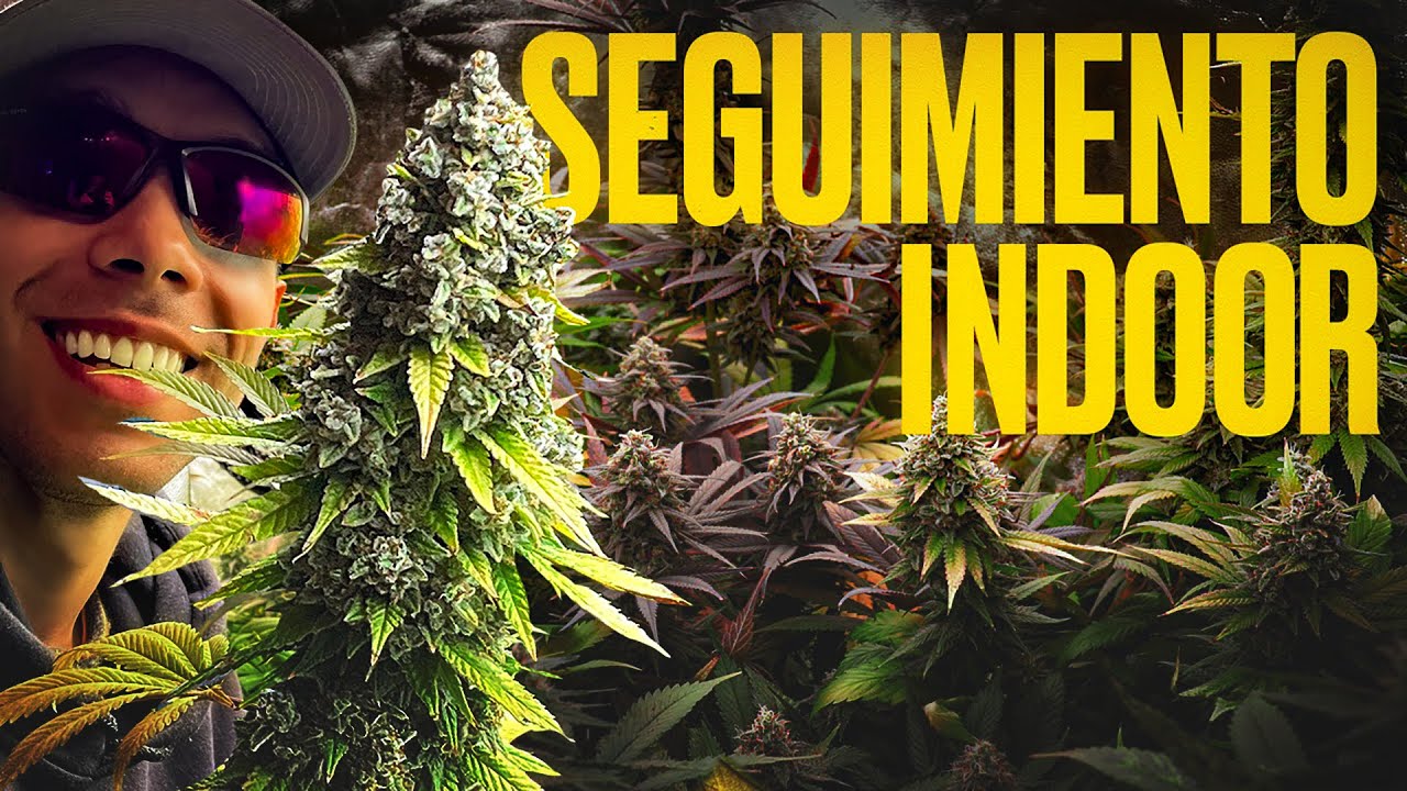 Floraci&oacute;n y Cosecha en Interior con Sweet Seeds&reg; y ViparSpectra KS5000