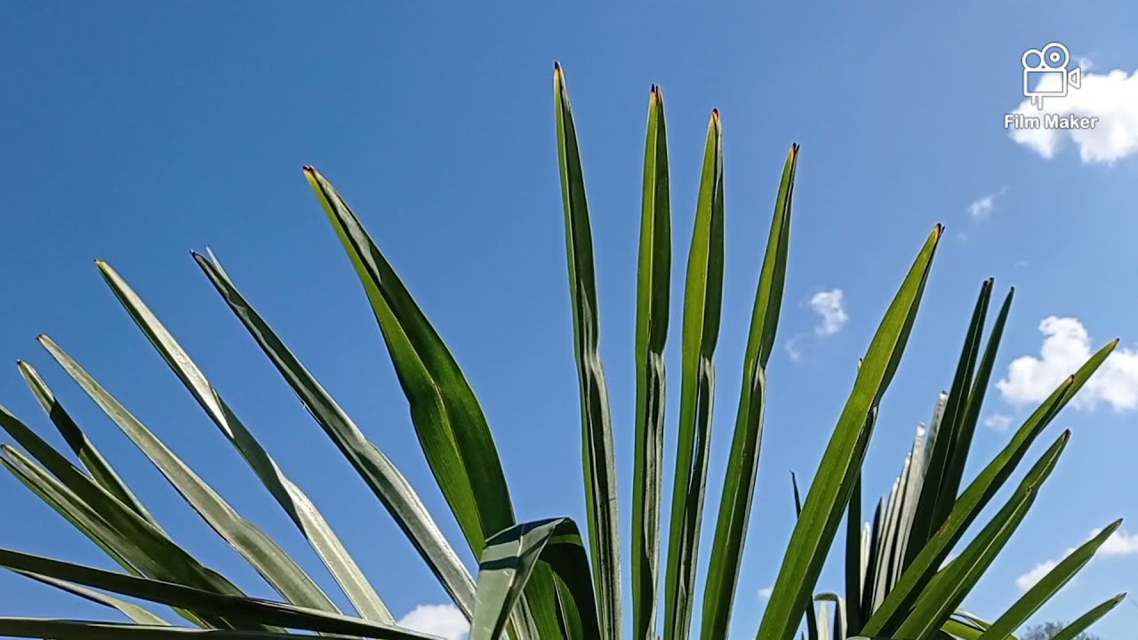 #34 Trachycarpus Fortunei idzie do gruntu czyli pierwsze sadzenie w tym roku🌴