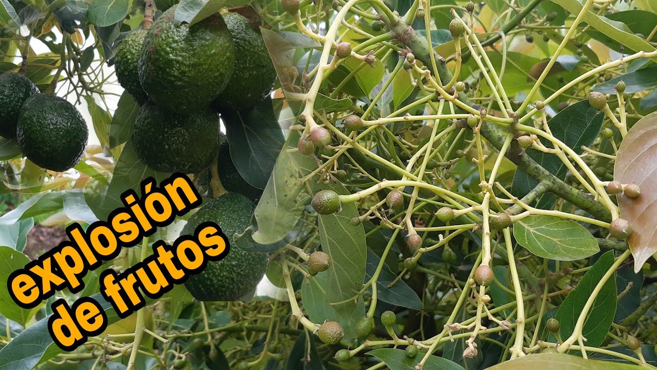 Logra el cuaje de toda la FLORACIÓN en tu árbol de aguacate/aplicando esto