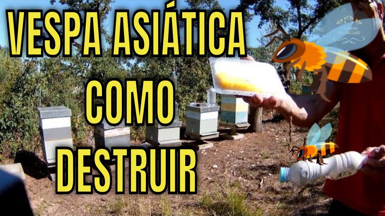 VESPA ASIÁTICA COMO DESTRUIR #yutube_videos #vespaasiática @euclidessantanasantana