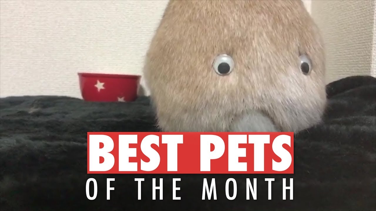 Best Pets of the Month Compilation | May 2018