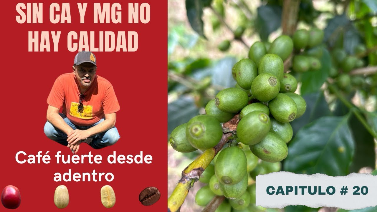  ¿Por qué tu café se ve bien… pero no rinde? #nutricióninteligente #coffee 