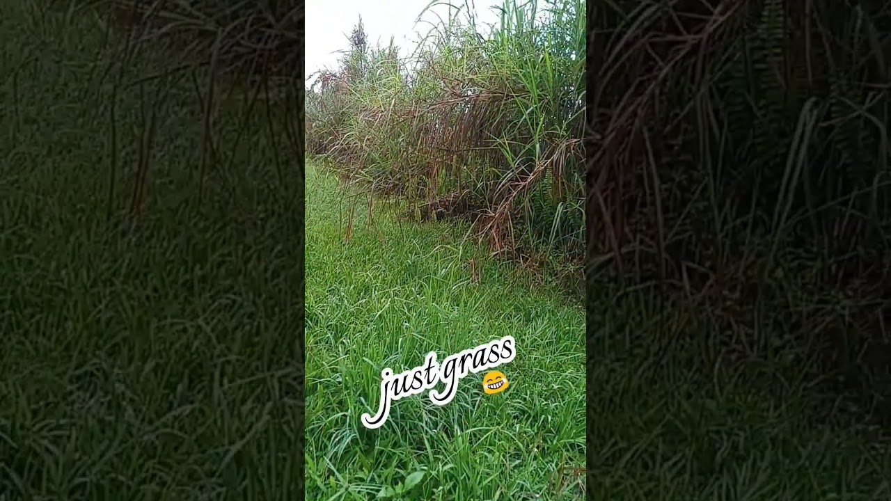#greenchannel #wonderfullgrass