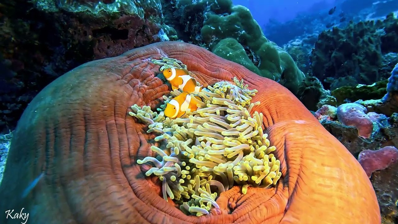 Chicken Reef, Raja Ampat.