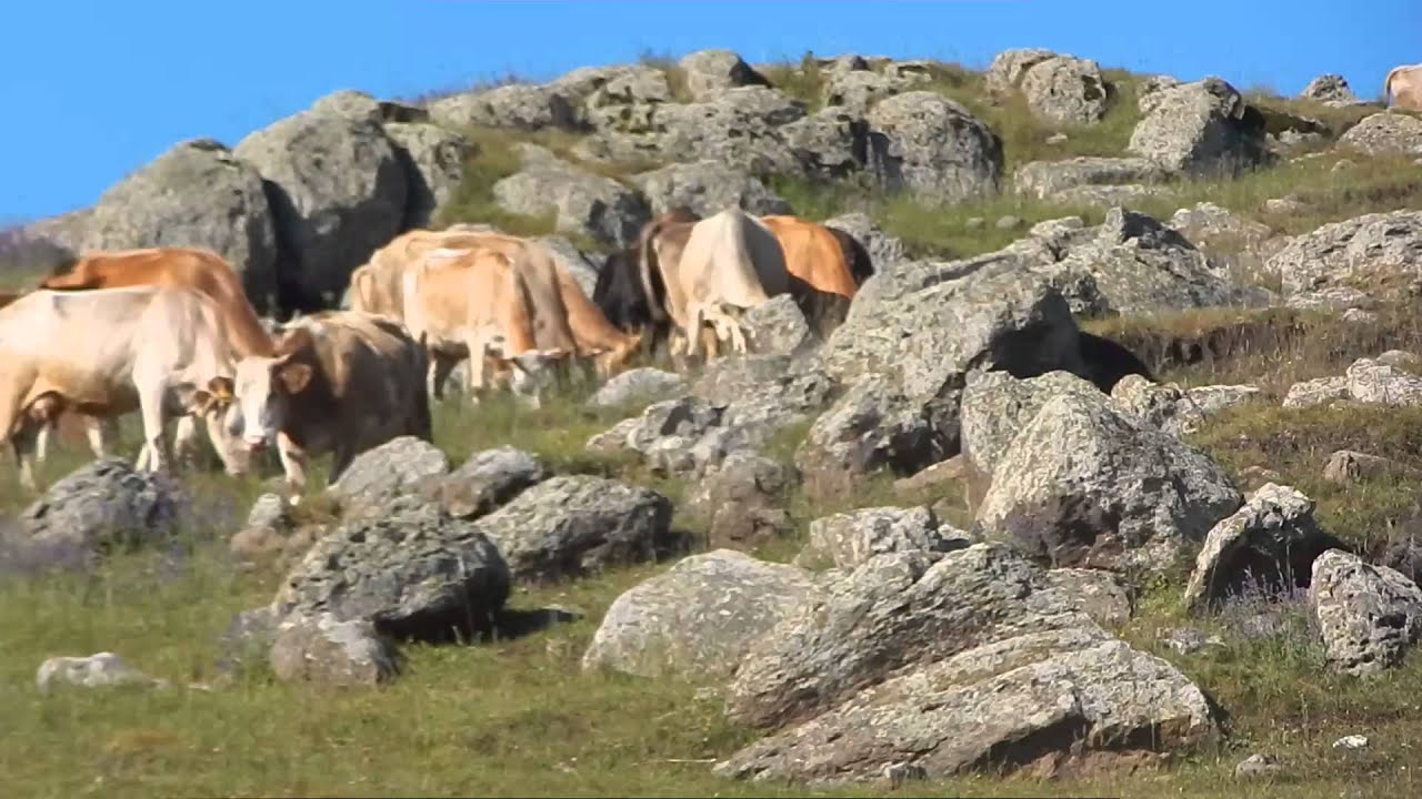 Yayla zamanı