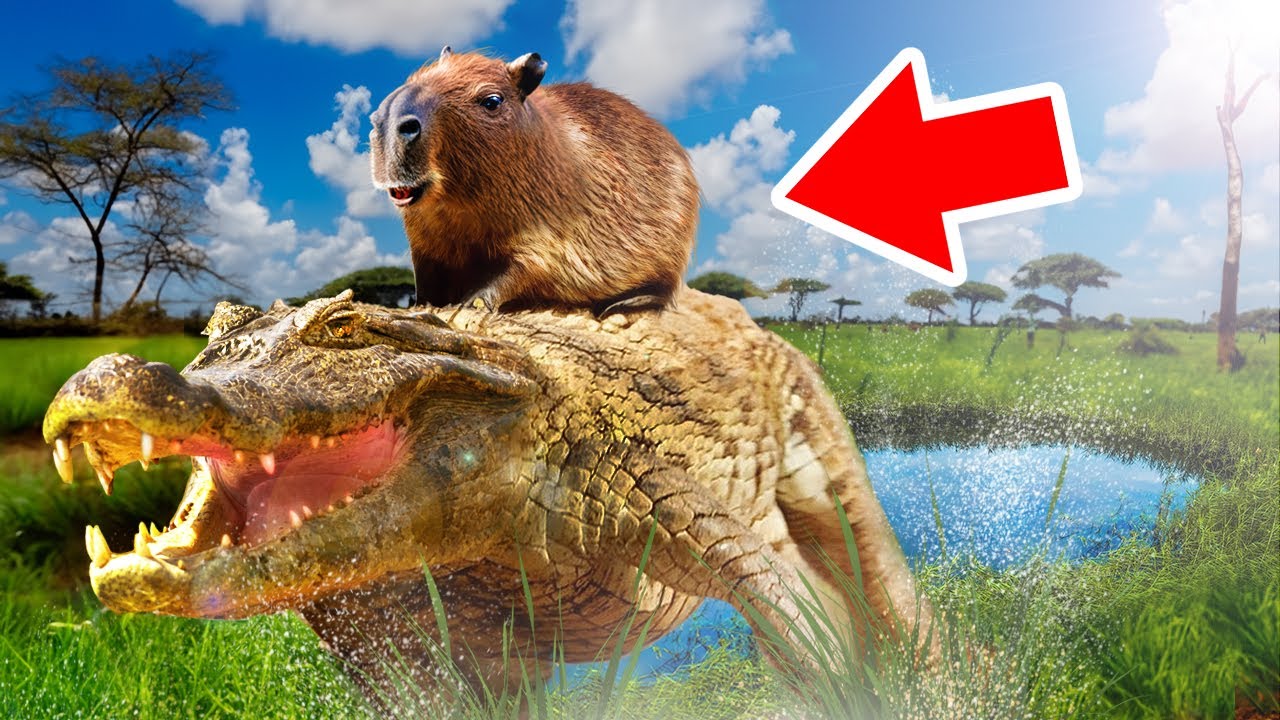 Les Animaux Les Plus AU CALME Du Monde